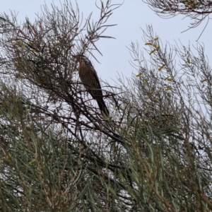 Acanthagenys rufogularis at White Cliffs, NSW - 25 Apr 2022 10:02 AM