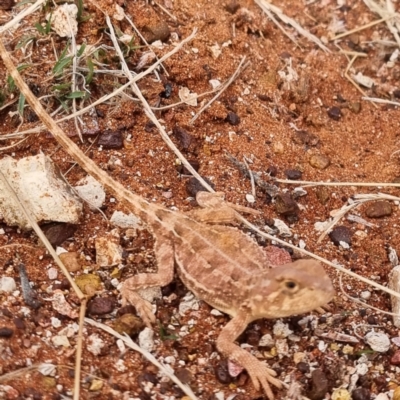 Unidentified Dragon at White Cliffs, NSW - 25 Apr 2022 by AaronClausen