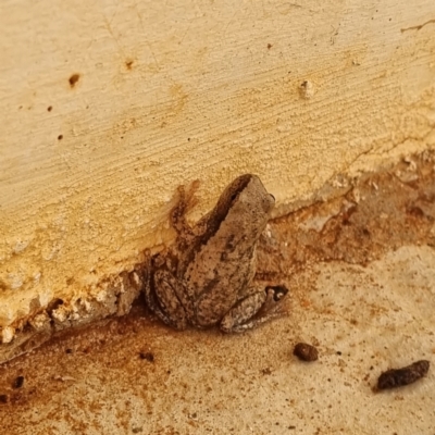 Unidentified Frog at White Cliffs, NSW - 25 Apr 2022 by AaronClausen