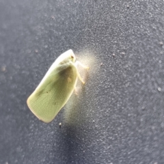 Siphanta sp. (genus) (Green planthopper, Torpedo bug) at Wilcannia, NSW - 23 Apr 2022 by AaronClausen