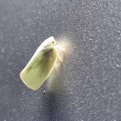 Unidentified Leafhopper & planthopper (Hemiptera, several families) at Wilcannia, NSW - 23 Apr 2022 by AaronClausen