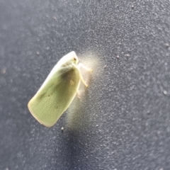 Unidentified Leafhopper & planthopper (Hemiptera, several families) (TBC) at Wilcannia, NSW - 23 Apr 2022 by AaronClausen