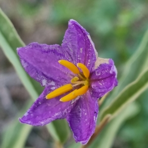 Solanum (genus) at Wilcannia, NSW - 23 Apr 2022 07:40 AM
