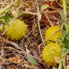 Cucumis myriocarpus (Prickly Paddy Melon) at White Cliffs, NSW - 24 Apr 2022 by AaronClausen