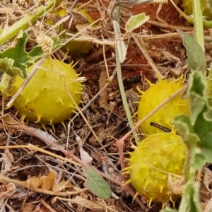 Cucumis myriocarpus at White Cliffs, NSW - 24 Apr 2022