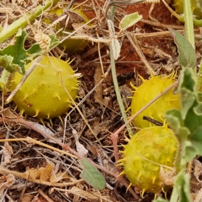 Cucumis myriocarpus (Prickly Paddy Melon) at White Cliffs, NSW - 24 Apr 2022 by AaronClausen