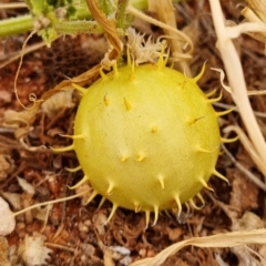 Cucumis myriocarpus at White Cliffs, NSW - 24 Apr 2022 04:28 PM