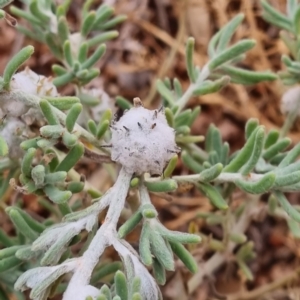 Dissocarpus paradoxus at White Cliffs, NSW - 25 Apr 2022 08:27 AM