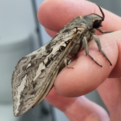 Abantiades atripalpis (Bardee grub/moth, Rain Moth) at Wilcannia, NSW - 23 Apr 2022 by AaronClausen
