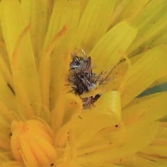 Heliocosma (genus - immature) (A tortrix or leafroller moth) at Dryandra St Woodland - 23 Apr 2022 by ConBoekel