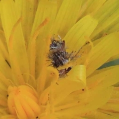 Heliocosma (genus - immature) (A tortrix or leafroller moth) at O'Connor, ACT - 23 Apr 2022 by ConBoekel