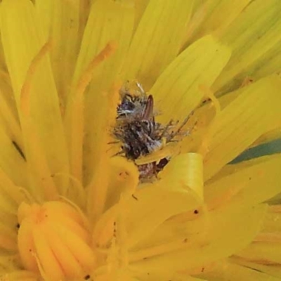 Heliocosma (genus - immature) (A tortrix or leafroller moth) at O'Connor, ACT - 23 Apr 2022 by ConBoekel