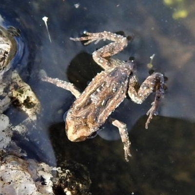 Crinia sp. (genus) (A froglet) at Namadgi National Park - 25 Apr 2022 by JohnBundock