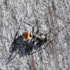 Polyrhachis ammon (Golden-spined Ant, Golden Ant) at O'Connor, ACT - 23 Apr 2022 by ConBoekel
