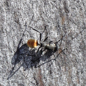 Polyrhachis ammon at O'Connor, ACT - 23 Apr 2022