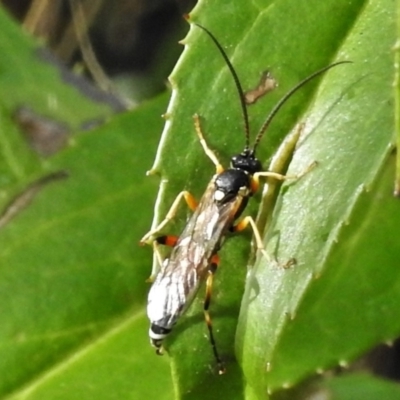 Labium sp. (genus) (An Ichneumon wasp) at Namadgi National Park - 25 Apr 2022 by JohnBundock