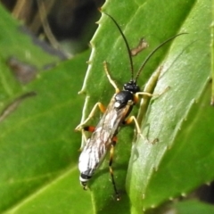 Labium sp. (genus) (An Ichneumon wasp) at Namadgi National Park - 25 Apr 2022 by JohnBundock