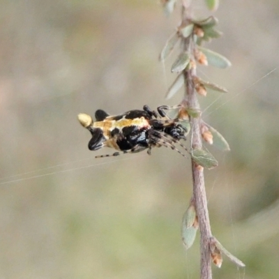 Cyclosa trilobata (Three-lobed spider) at Yass River, NSW - 25 Apr 2022 by SenexRugosus