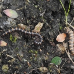 Paradoxosomatidae sp. (family) (Millipede) at Namadgi National Park - 25 Apr 2022 by JohnBundock