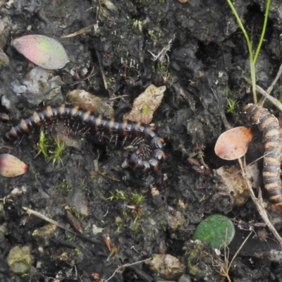 Paradoxosomatidae sp. (family) (Millipede) at Namadgi National Park - 25 Apr 2022 by JohnBundock