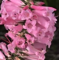 Epacris impressa at Green Cape, NSW - 22 Apr 2022