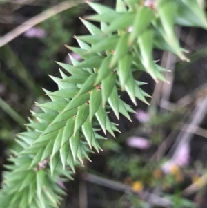 Epacris impressa at Green Cape, NSW - 22 Apr 2022