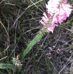 Epacris impressa at Green Cape, NSW - 22 Apr 2022