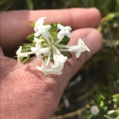 Pimelea linifolia (Slender Rice Flower) at Ben Boyd National Park - 22 Apr 2022 by MattFox