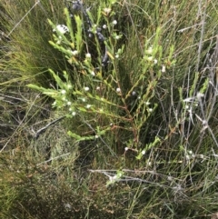 Pimelea linifolia at Green Cape, NSW - 22 Apr 2022 11:11 AM