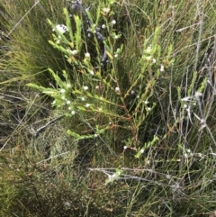 Pimelea linifolia at Green Cape, NSW - 22 Apr 2022