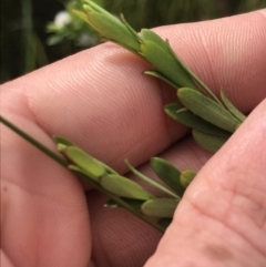 Pimelea linifolia at Green Cape, NSW - 22 Apr 2022 11:11 AM