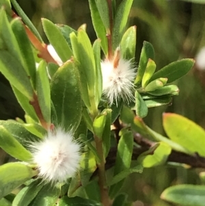 Pimelea linifolia at Green Cape, NSW - 22 Apr 2022