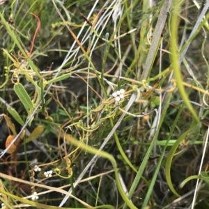 Cassytha pubescens at Green Cape, NSW - 22 Apr 2022