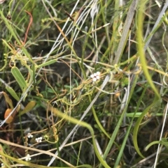 Cassytha pubescens (Devil's Twine) at Ben Boyd National Park - 22 Apr 2022 by MattFox
