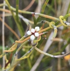 Cassytha pubescens at Green Cape, NSW - 22 Apr 2022 11:09 AM