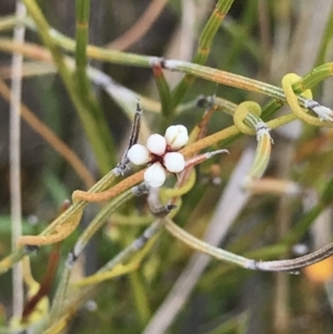 Cassytha pubescens at Green Cape, NSW - 22 Apr 2022