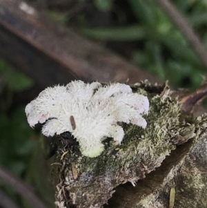 Schizophyllum commune at Green Cape, NSW - 22 Apr 2022 11:03 AM