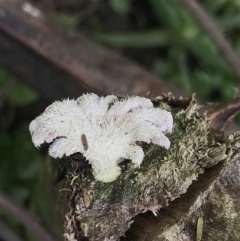 Unidentified Fungus (TBC) at Green Cape, NSW - 22 Apr 2022 by MattFox