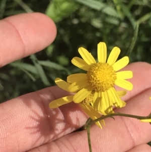 Senecio madagascariensis at Green Cape, NSW - 22 Apr 2022