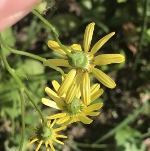 Senecio madagascariensis at Green Cape, NSW - 22 Apr 2022