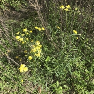 Senecio madagascariensis at Green Cape, NSW - 22 Apr 2022