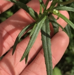 Senecio madagascariensis at Green Cape, NSW - 22 Apr 2022