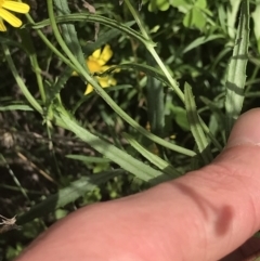 Senecio madagascariensis at Green Cape, NSW - 22 Apr 2022