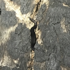 Parakontikia ventrolineata (Stripe-bellied flatworm) at Green Cape, NSW - 21 Apr 2022 by MattFox