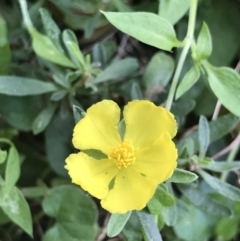 Hibbertia linearis at Ben Boyd National Park - 21 Apr 2022 by MattFox