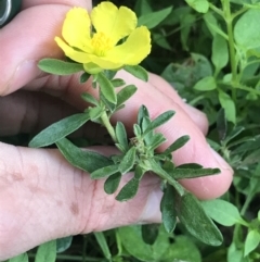 Hibbertia linearis at Green Cape, NSW - 21 Apr 2022