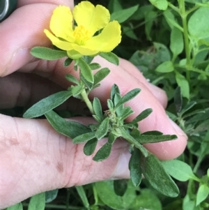 Hibbertia linearis at Green Cape, NSW - 21 Apr 2022