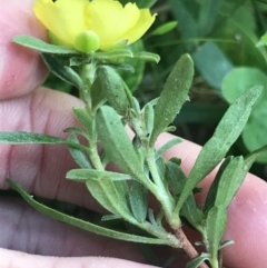 Hibbertia linearis at Green Cape, NSW - 21 Apr 2022