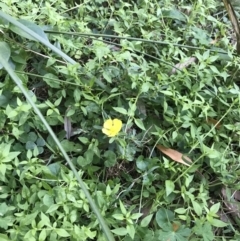 Hibbertia linearis at Green Cape, NSW - 21 Apr 2022