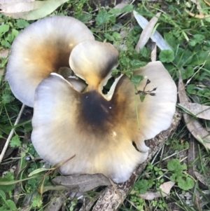 Omphalotus nidiformis at Green Cape, NSW - 21 Apr 2022